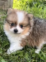ACA tink , a male Pomeranian for sale in Canton, OH – 4 of 4