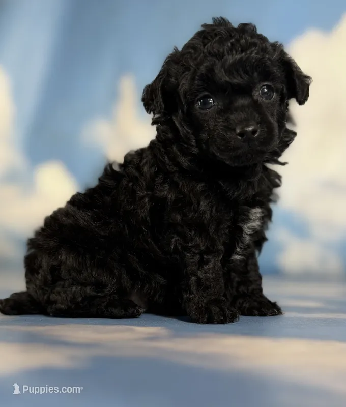 Magic – Poodle - Toy  puppy for sale in Canton, OH