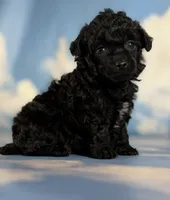 Magic, a female Poodle - Toy  for sale in Canton, OH – 1 of 5