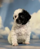 Cruella , a female Poodle - Toy  for sale in Canton, OH – 2 of 6