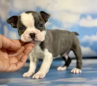 Lux, a male Frenchton for sale in Canton, OH – 5 of 6