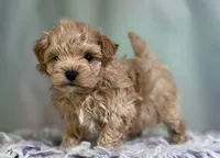 Timmy, a male Maltipoo for sale in Canton, OH – 6 of 6