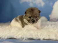 ACA Pixel , a female Pomeranian for sale in Canton, OH – 4 of 7