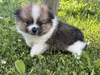 Aca Troy , a male Pomeranian for sale in Canton, OH – 2 of 4
