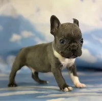 Lionel, a male Frenchton for sale in Canton, OH – 4 of 5