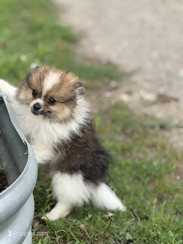 Aca Troy  – Pomeranian puppy for sale in Canton, OH