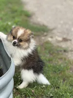 Aca Troy , a male Pomeranian for sale in Canton, OH – 1 of 9