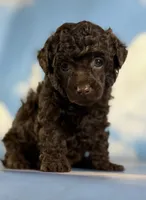 Tiny tim, a male Poodle - Toy  for sale in Canton, OH – 2 of 5