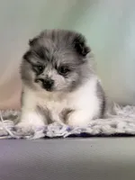 Chanel, a female Pomeranian for sale in Canton, OH – 4 of 6