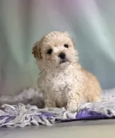 Taffy, a female Maltipoo for sale in Canton, OH – 1 of 6