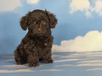 Brownie , a female Doxiepoo for sale in Canton, OH – Photo 1 of 6