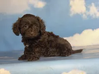 Brownie , a female Doxiepoo for sale in Canton, OH – Photo 4 of 6