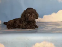 Brownie , a female Doxiepoo for sale in Canton, OH – Photo 3 of 6