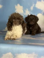 Brownie , a female Doxiepoo for sale in Canton, OH – Photo 5 of 6
