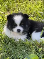 ACA macy Black and tan , a female Pomeranian for sale in Canton, OH – 1 of 5