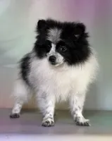 Aca shiba, a female Pomeranian for sale in Canton, OH – 7 of 9