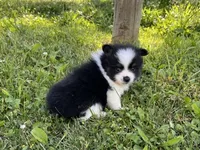 ACA macy Black and tan , a female Pomeranian for sale in Canton, OH – 4 of 5
