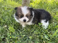 ACA Minnie, a female Pomeranian for sale in Canton, OH – 2 of 3