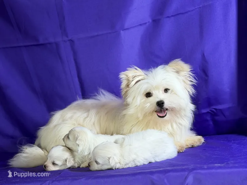 Daisy  – Maltipom puppy for sale in Canton, OH