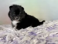 ACA Tilly , a female Pomeranian for sale in Canton, OH – 4 of 7