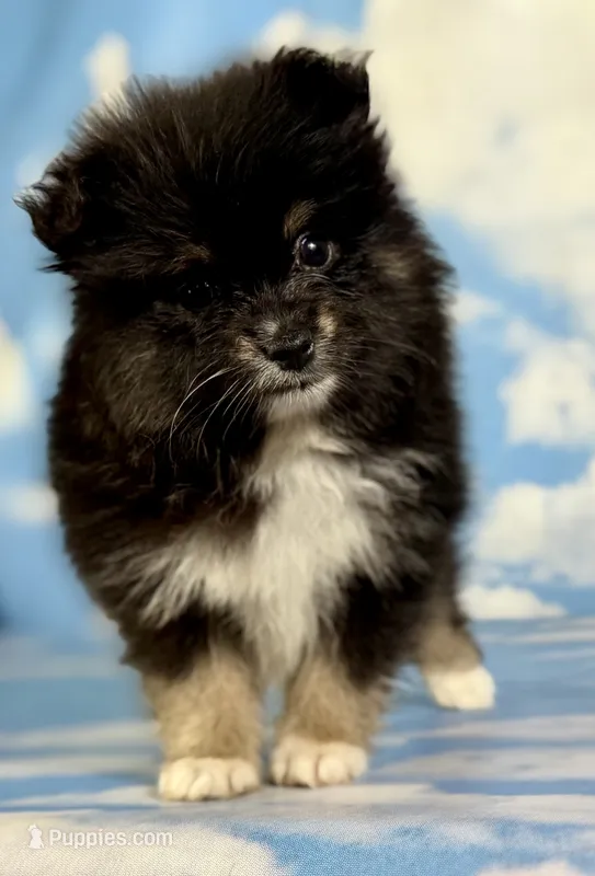 ACA Tilly  – Pomeranian puppy for sale in Canton, OH