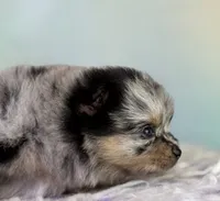 Tulip, a female Pomeranian for sale in Canton, OH – 2 of 8