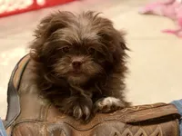 Kitkat DNA parents , a male Peekapoo for sale in Canton, OH – 1 of 10