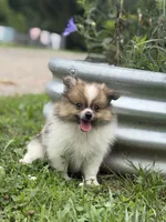Aca Troy , a male Pomeranian for sale in Canton, OH – 6 of 9