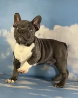 Lionel, a male Frenchton for sale in Canton, OH – 4 of 5