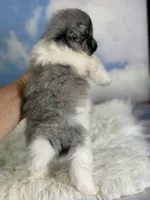 Aca Puzzle , a male Pomeranian for sale in Canton, OH – 5 of 7