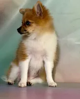 ACA speckles partial blue eye, a female Pomeranian for sale in Canton, OH – 4 of 8