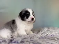 Tux , a male Pomeranian for sale in Canton, OH – 3 of 10