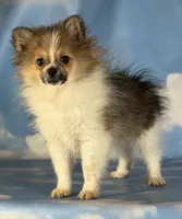 Aca Troy , a male Pomeranian for sale in Canton, OH – 9 of 9