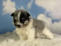 Aca Puzzle , a male Pomeranian for sale in Canton, OH – 7 of 7