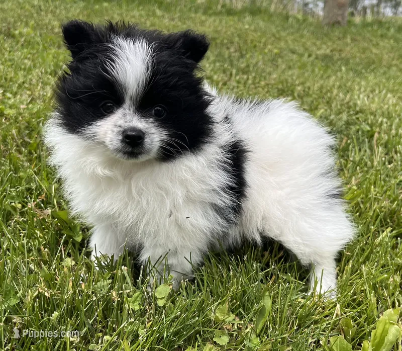 Aca shiba – Pomeranian puppy for sale in Canton, OH