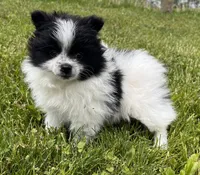 Aca shiba, a female Pomeranian for sale in Canton, OH – 1 of 4