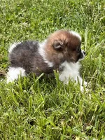 Aca pebbles, a female Pomeranian for sale in Canton, OH – 4 of 4