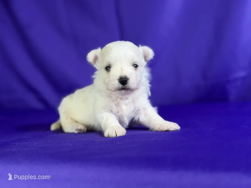 Donut  – Maltipom puppy for sale in Canton, OH