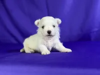 Donut , a male Maltipom for sale in Canton, OH – 1 of 6