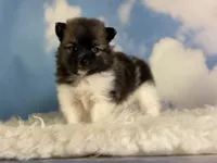 Aca polly, a female Pomeranian for sale in Canton, OH – 2 of 5