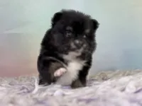 ACA Tilly , a female Pomeranian for sale in Canton, OH – 6 of 7