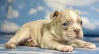 Lennox, a male Frenchton for sale in Canton, OH – 5 of 5