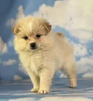 Tipton, a male Pomeranian for sale in Canton, OH – 8 of 9