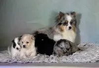 Tulip, a female Pomeranian for sale in Canton, OH – 6 of 8