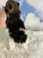 Aca polly, a female Pomeranian for sale in Canton, OH – 3 of 5