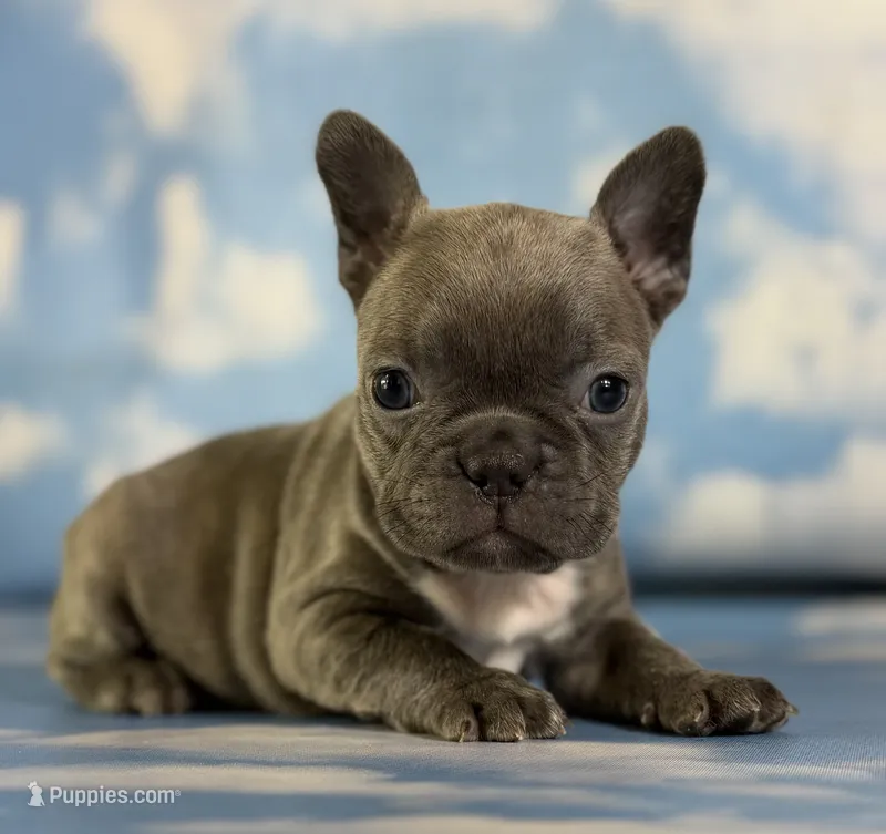 Lorenzo – Frenchton puppy for sale in Canton, OH