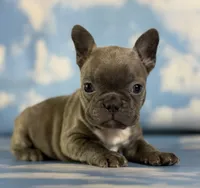 Lorenzo, a male Frenchton for sale in Canton, OH – 1 of 8