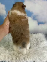 Aca Peanut , a male Pomeranian for sale in Canton, OH – 3 of 5