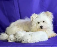 Daffodil, a female Maltipom for sale in Canton, OH – 7 of 7