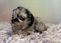 Tulip, a female Pomeranian for sale in Canton, OH – 7 of 8